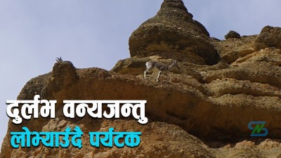  मुस्ताङका बस्ती छेउमै देखिन थाले झारल र नाउर 